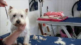 HOW TO DO A WEST HIGHLAND WHITE TERRIER [upl. by Ahsha]