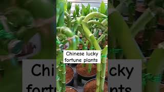 Chinese lucky fortune plants trending plants shortvideos youtubeshort shorts short [upl. by Riegel]