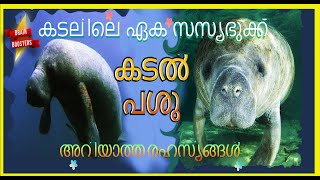 Sea cow The only Marine Vegetarian Mammal Dugong amp Manatee Details in Malayalam കടൽപശു മലയാളത്തിൽ [upl. by Celestyna757]