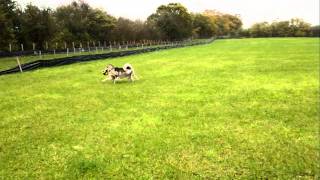 Alaskan Klee Kai amp Malamute  Playing ball [upl. by Colner]