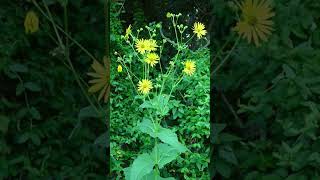 Cup Plant Silphium perfoliatum in Sunflower Family Asteraceae  Observed in Description [upl. by Neelon]