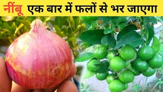 Organic fertilizer for lemon plant  Home garden [upl. by Elawalo]