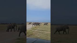 Amboseli National Park Kenya Amboseli is home to the last remaining Supertuskers [upl. by Ahsikit302]