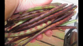 Harvesting Pinkeye Purple Hull Peas Our FAVORITE Garden Vegetable [upl. by Alamak]