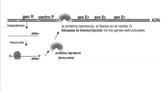 Regulación de la expresión génica en bacterias Operón lactosa [upl. by Irisa621]