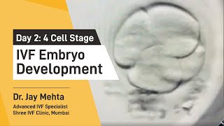 IVF Embryo DevelopmentDay 2  Embryo Journey 4 Cell Stage  Time Lapse Imaging Part 2 Dr Jay Mehta [upl. by Eenel]