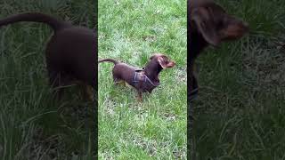 Miniature Dachshund Barking [upl. by Stead828]