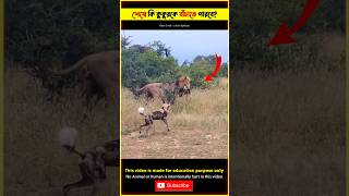 Unbelievable Fighting 😳 Between Lion amp Dogs Animals Short Video tiktok in Real Life shorts lion [upl. by Loree730]