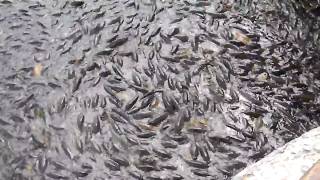 where the ducks walk on the fish crazy video of billons of fishes Part 1 [upl. by Athiste]