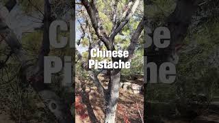 Desert Plant Chinese Pistache Pistacia chinensis [upl. by Roberto904]