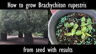 How to grow Brachychiton rupestris Queensland bottle tree from seed with results [upl. by Alverta]