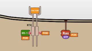 The PI3KAKT signalling pathway [upl. by Tilford]