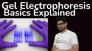 Gel electrophoresis principle explained  Agarose gel electrophoresis  SDS page gel electrophoresis [upl. by Anahoj]