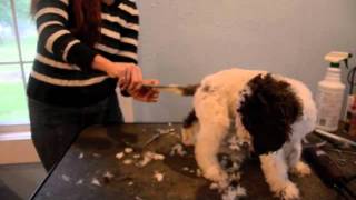 LAGOTTO PUPPIES SHORT VERSION [upl. by Essilevi]