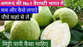 2136भारत की No1 अमरूद की वैरायटी हिसार सफेदा Indias Best Guava Variety Information Hisar safeda [upl. by Connelly146]