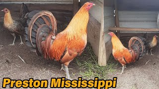 Mississippi Best Beautiful Quality Birds CW FARM USA Farm Visit [upl. by Helbonnas]