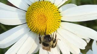 Bee on Flower [upl. by Ellett]