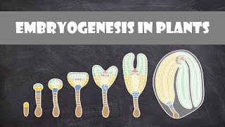 Embryogenesis in Plants  Plant Biology [upl. by Sweeney]