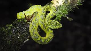 Bothriechis thalassinus tamagás verde del Merendón  Merendon PalmPitviper Video 07 [upl. by Lohrman]