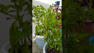 Green chilli Plant care Home gardening [upl. by Gnil]