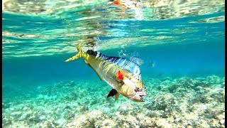 Mahi Fishing from the rocks [upl. by Disharoon]