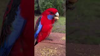 Crimson Rosella with Pistachio [upl. by Merilyn]