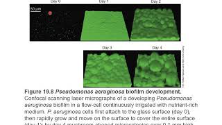 Microbiology Lab Biofilms PCR Sequencing amp Phylogeny Labs [upl. by Roscoe298]