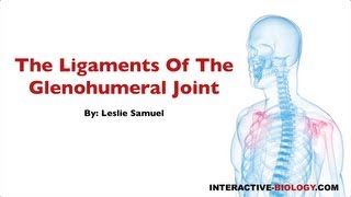 079 The Ligaments of the Glenohumeral Joint [upl. by Lotsirb]