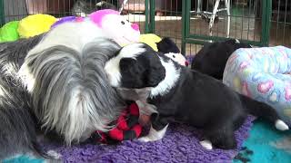 Bearded Collie puppies  17 March 2019  3 weeks old [upl. by Nallak]