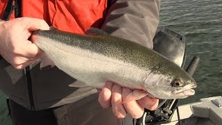 Basic Techniques for Trout Fishing in Washington [upl. by Snider]