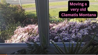 Can you move a very old Clematis Montana [upl. by Schiffman]