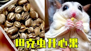 Crispy outside tender inside tank beetle pistachios【Mr Lis sugar glider L】sugar gliderpet [upl. by Dun735]