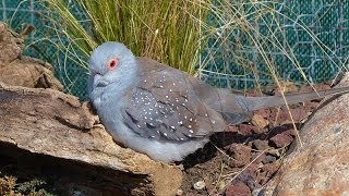 La Colombe diamant ou Géopélie diamant [upl. by Preston]