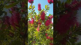 Callistemon in beautiful bloom flowerszone cactus shot [upl. by Africah258]