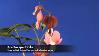 Dicentra Bleeding heart flower opening time lapse [upl. by Rainwater985]