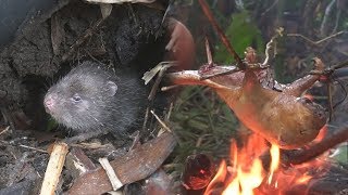 Sopravvivenza  caccia di ratti e ricette con un topo gigante  voles [upl. by Bondy]