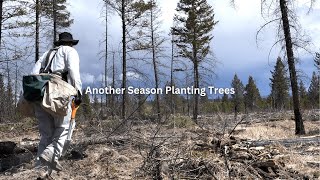 Planting Trees In BC [upl. by Larret]