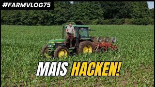 Mechanische Unkrautbekämpfung im Mais FARMVLOG 75 [upl. by Mortimer845]