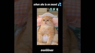 sidha andar aao raja 😂 aviiiinav cat [upl. by Ellen]