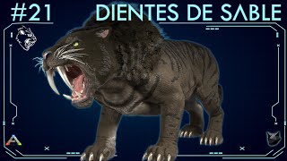 TODO SOBRE EL DIENTES DE SABLE 21  ARK Survival Evolved  Dossiers La Isla [upl. by Mehs808]