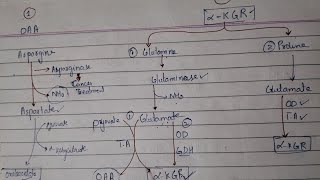 protein metabolism carbon skeleton degradation ketogenic and glucongenic amino acid [upl. by Hutchins]