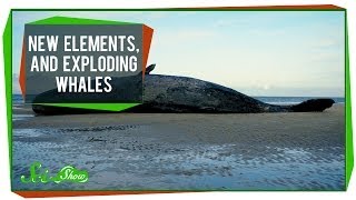 New Elements and Exploding Whales [upl. by Nutter]