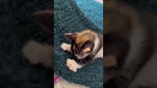 Video of adoptable pet named GALLI [upl. by Eneloc]