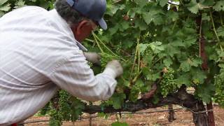 Grapevine Leaf Pulling and Thinning  How to Ripen Grapes on the Vine  Wine Education Videos [upl. by Aititil]