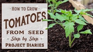 ★ How to Grow Tomatoes from Seed A Complete Step by Step Guide [upl. by Wadlinger]