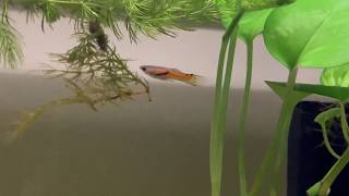 Endler  feeder guppy cross male offspring  Success [upl. by Kienan]