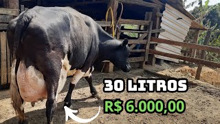 Vacas de muita genética com 30 litros por R 600000 [upl. by Yhtnomit]