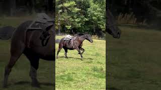 A Cowboys Last Wish Ride on His Favorite Horse at Bobbys Ranch [upl. by Cralg]