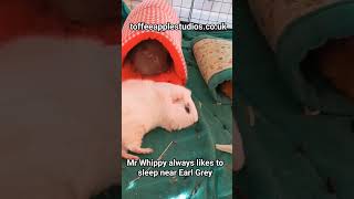 Mr Whippy likes to sleep next to Earl Grey guineapig sleepinganimal cutepets [upl. by Edlun189]