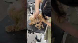 COOLEST CAVAPOO PUPPY GROOMING AND FACELIFT 🐶🐾🙉 grooming pets cute groomer puppy [upl. by Ahseiyk]